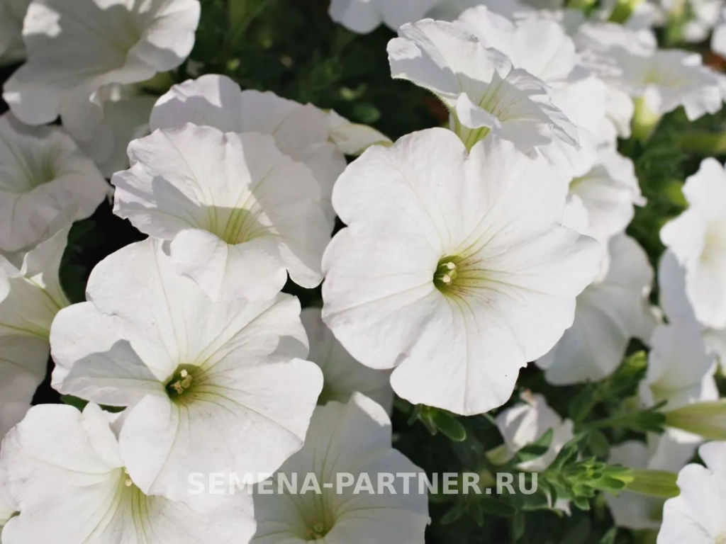 Петуния Зацветёт Long Айс Квин многоцветковая ампельная - Партнер фото 3