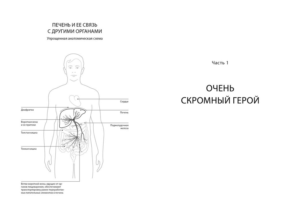 Помогите своей печени. Как сохранить здоровье важнейшего органа надолго. Перлемутер Г. - Колибри фото 5