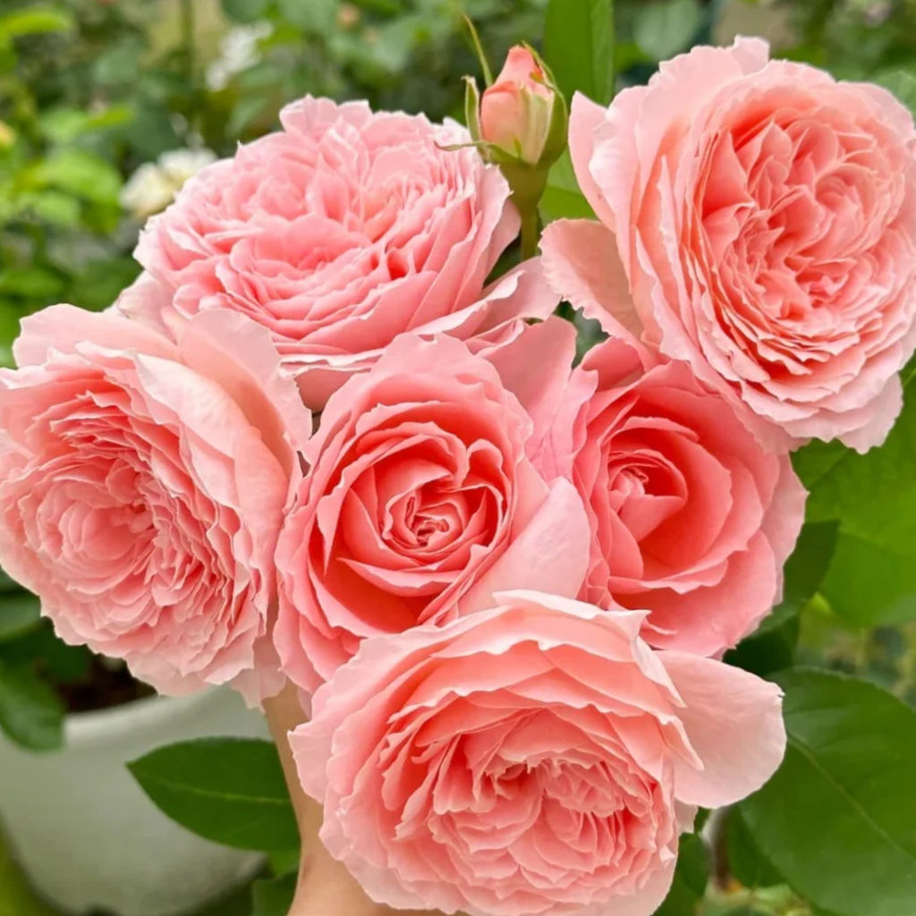 Роза Анн-Софи ПИК (Шраб) 1шт