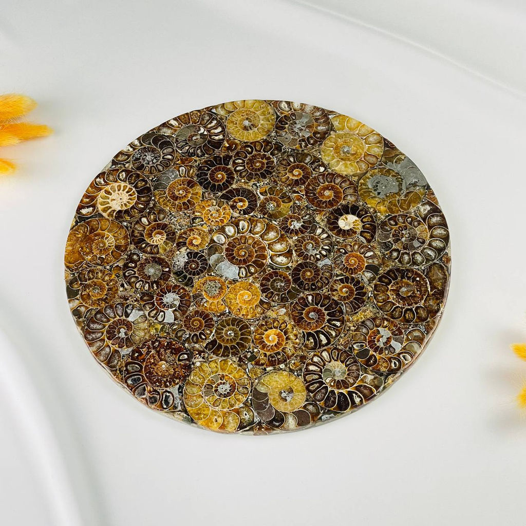 Подставка декоративная из Аммонитов
