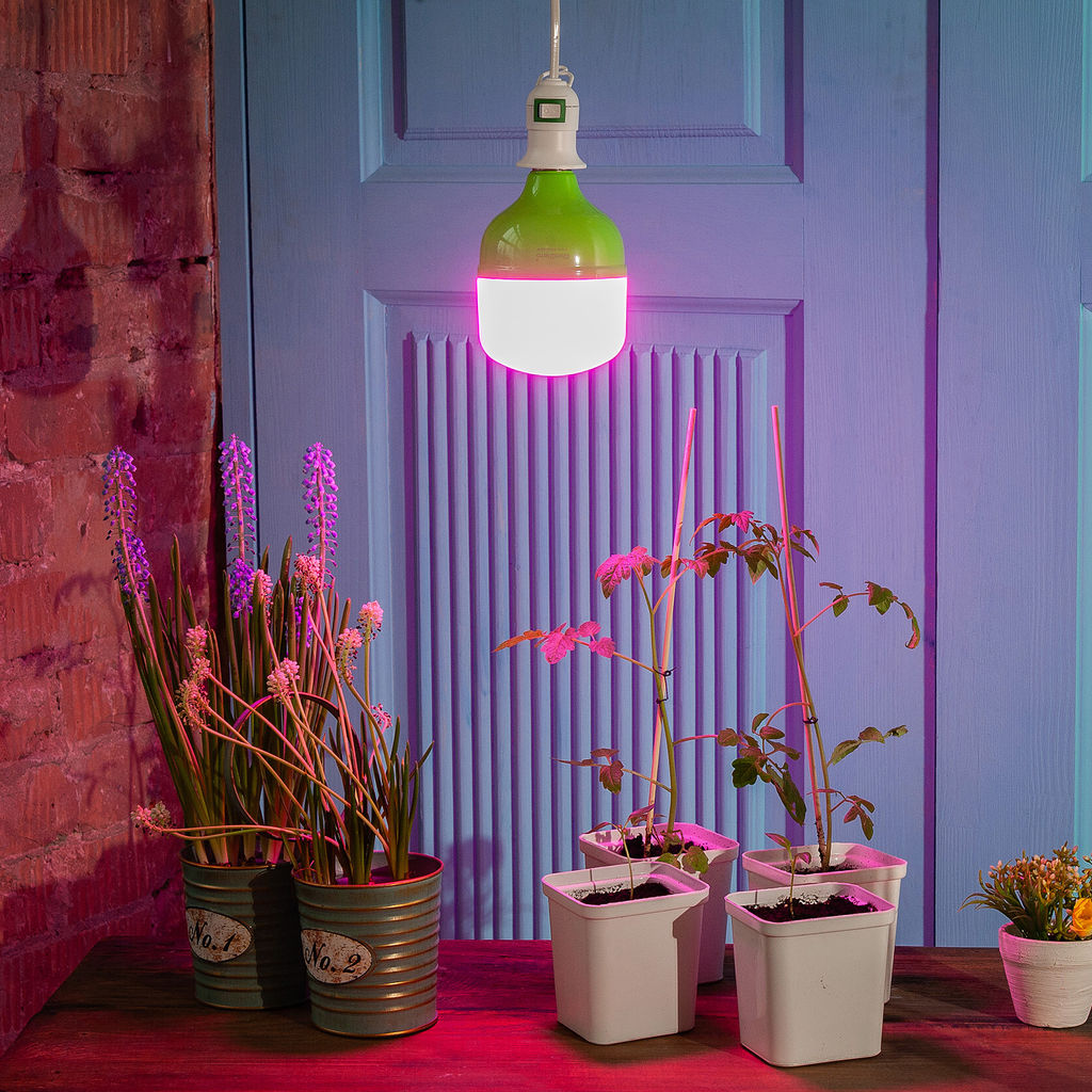LED-M80-20W/SPSB/E27/FR PLS55GR Лампа светодиодная для растений, IP54. Форма M, матовая. Спектр для рассады и цветения. Картон. TM ФитоЛето - Volpe фото 3