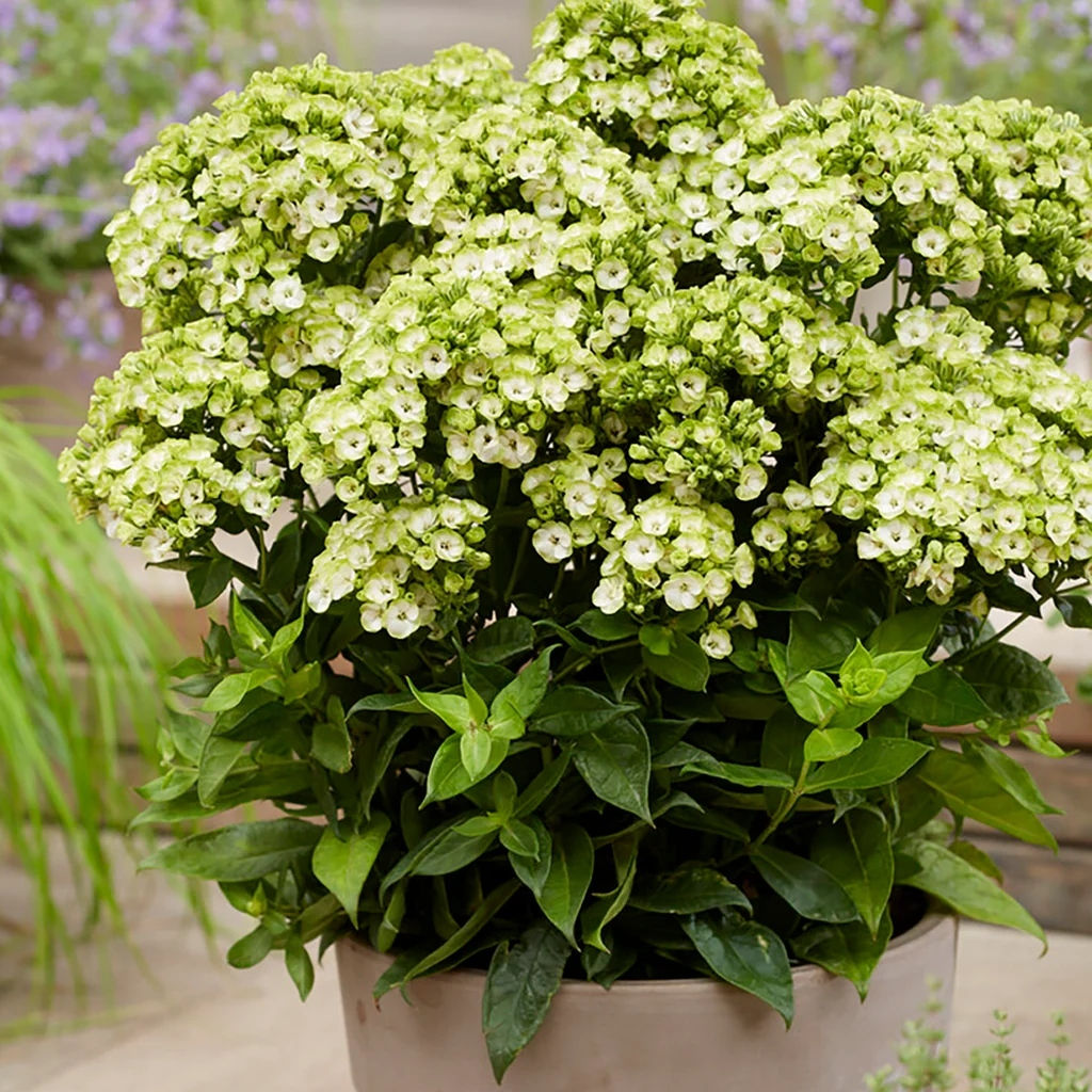 Флокс Orchid Green (Метельчатый) - Голландские луковицы фото 2