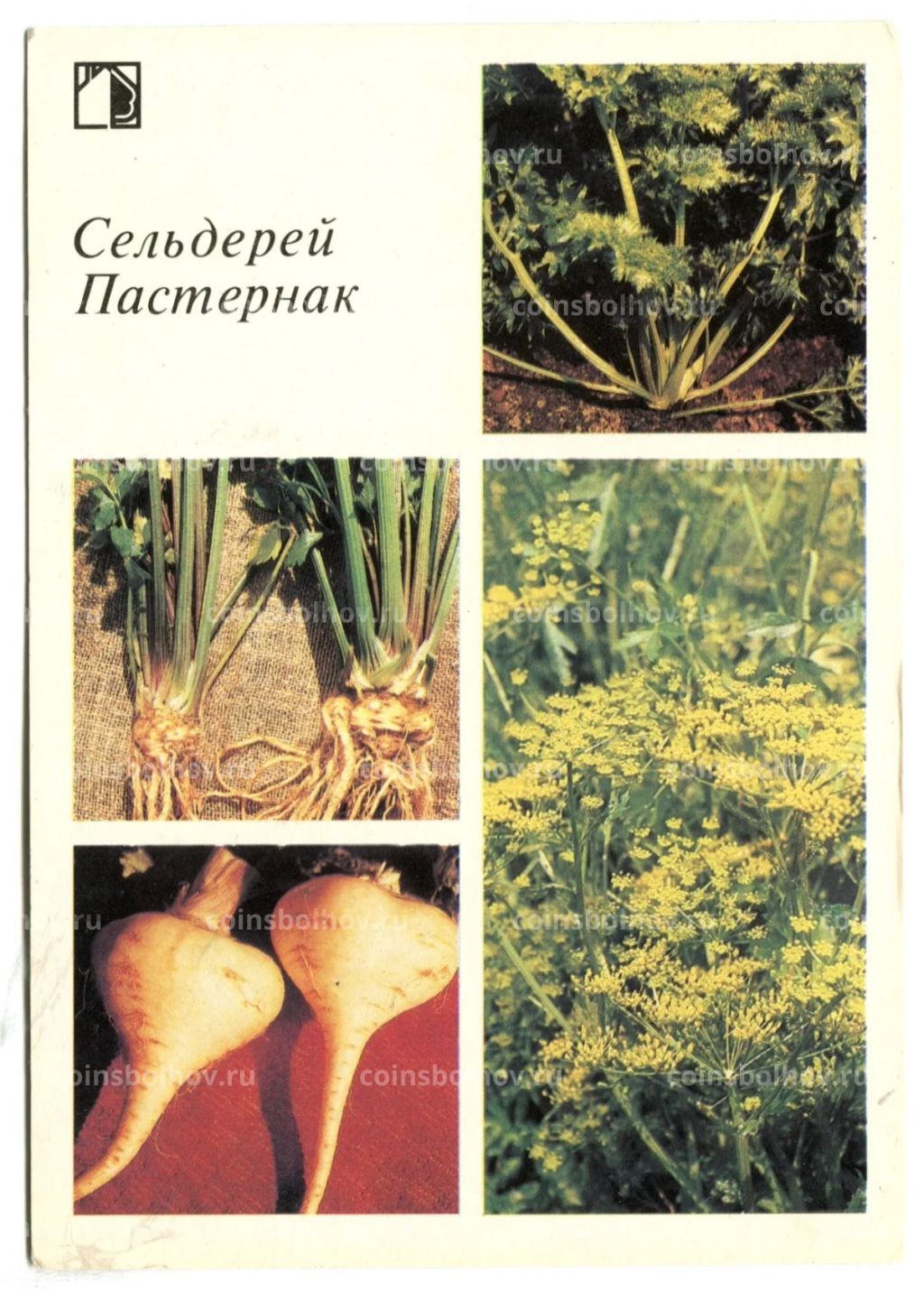 Открытка Сельдерей.Пастернак