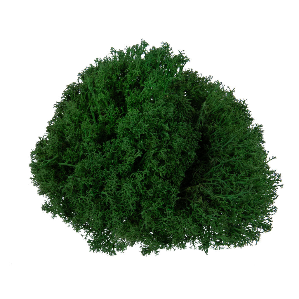 Blumentag BMSP-45 Мох королевский ягель стабилизированный окрашенный 45 г  5 г №01 салатовый  фото 8