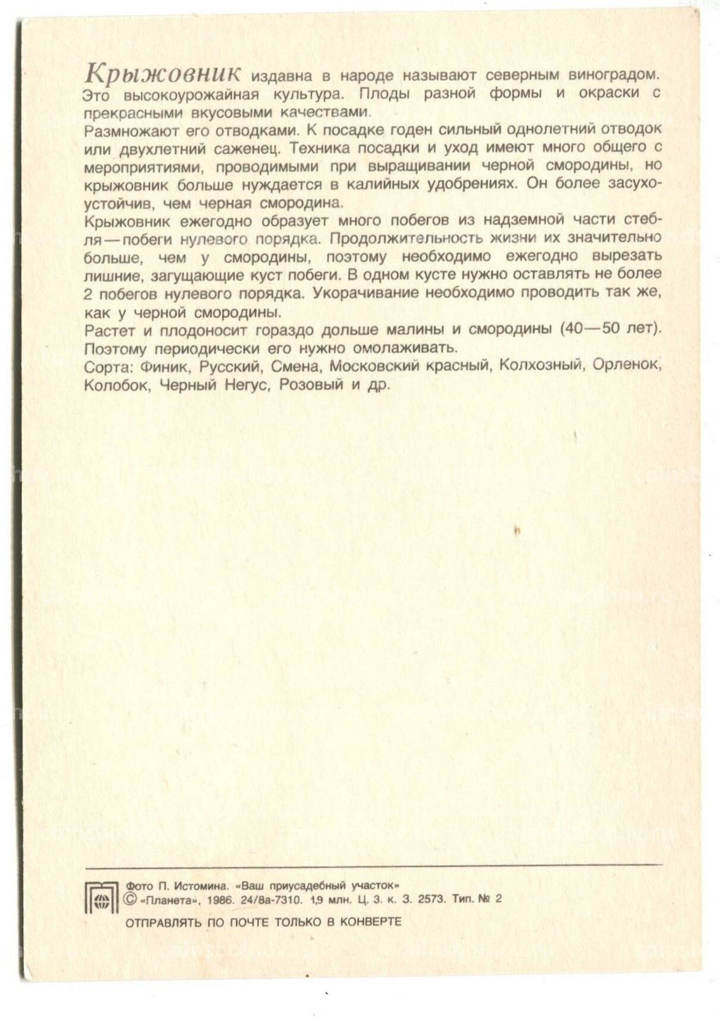 Открытка Крыжовник