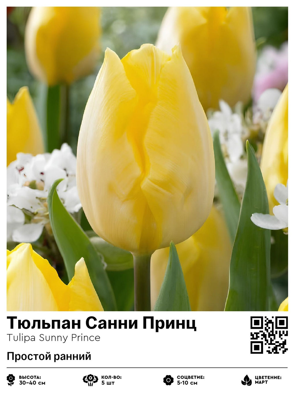 Тюльпан Sunny Prince (Простой ранний) - Голландские луковицы фото 4