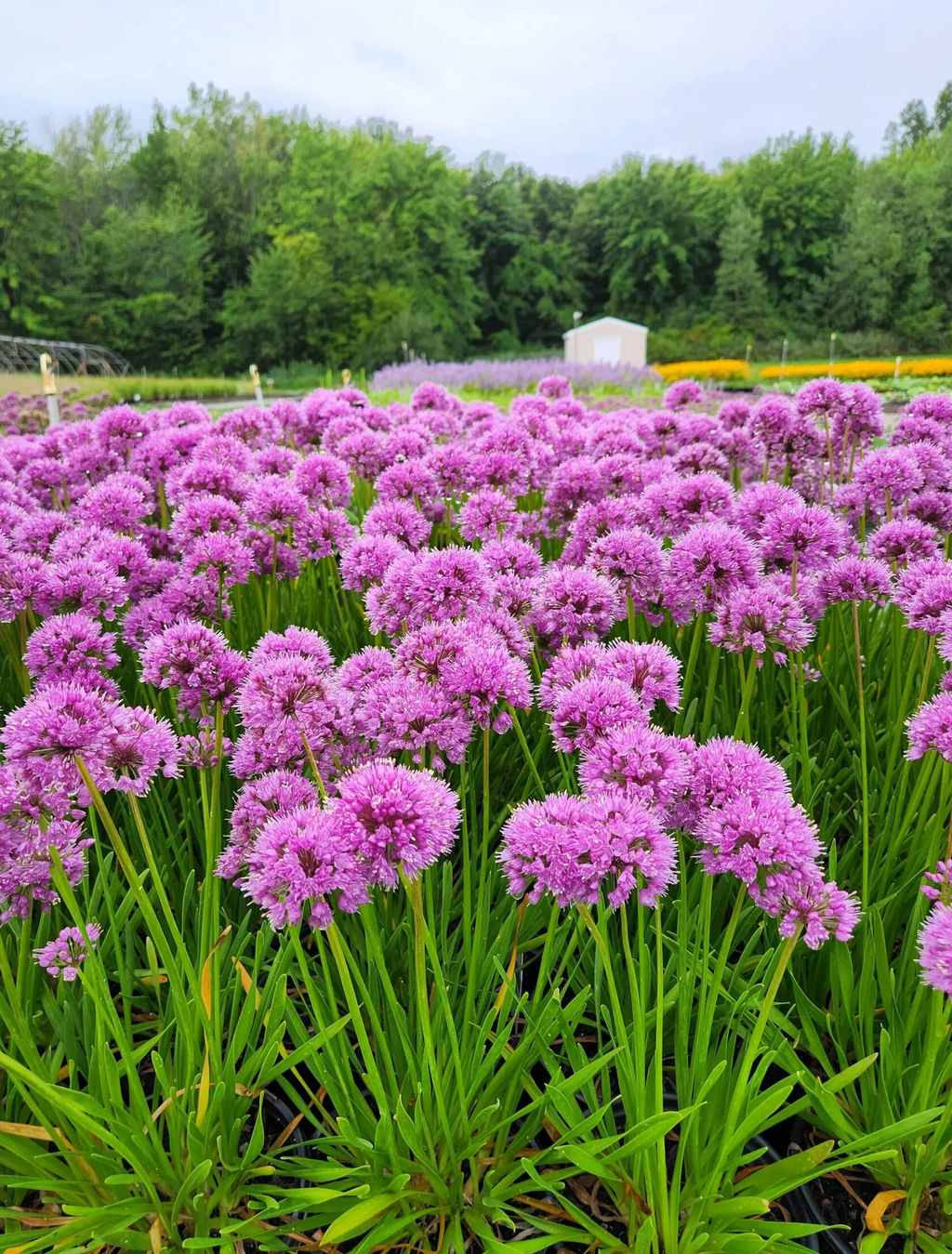 Аллиум Millenium (Лук декоративный) - Голландские луковицы фото 4