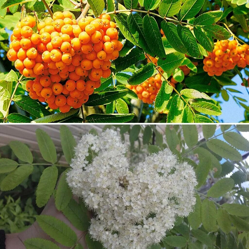 Рябина невежинская Дочь Кубовой (Солнечная) , 2х летний