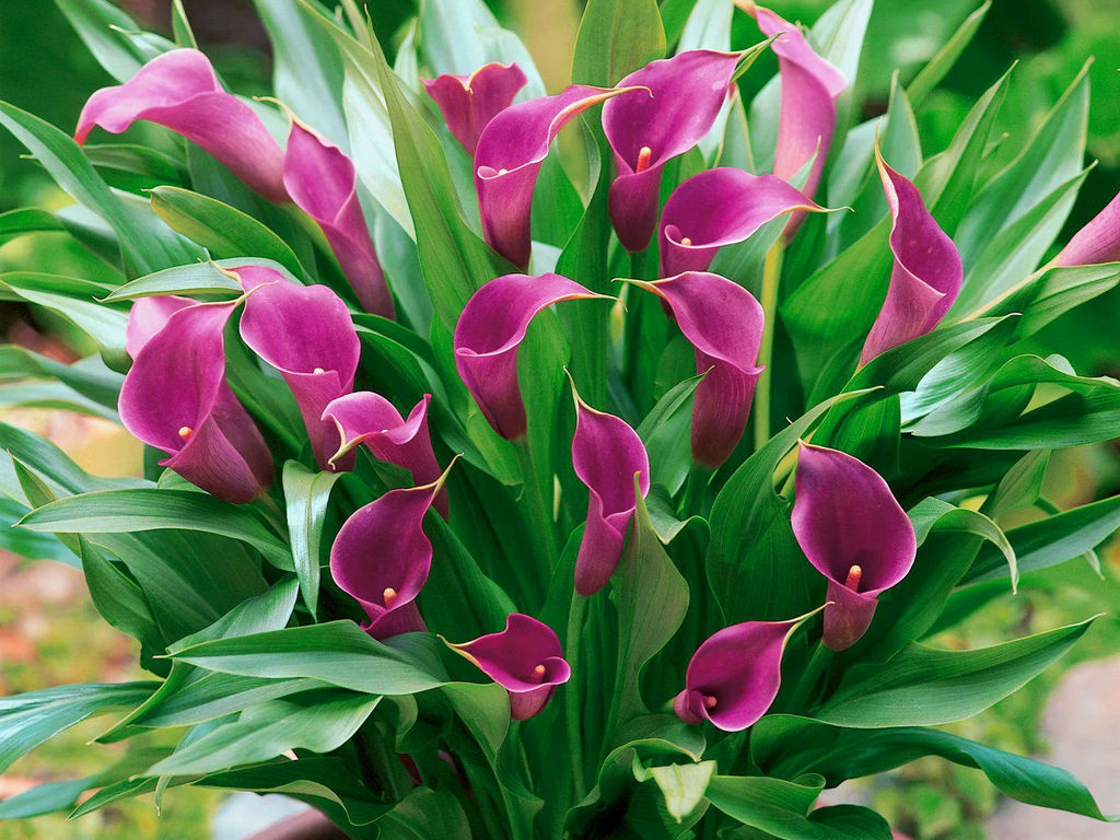 Калла Paco (Пако) - Долина роз фото 7