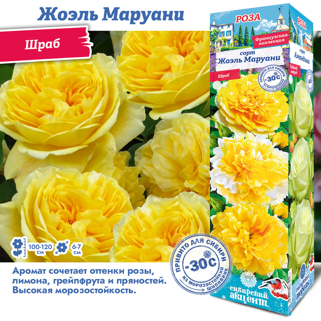 Роза Жоэль Маруани (Шраб) 1шт