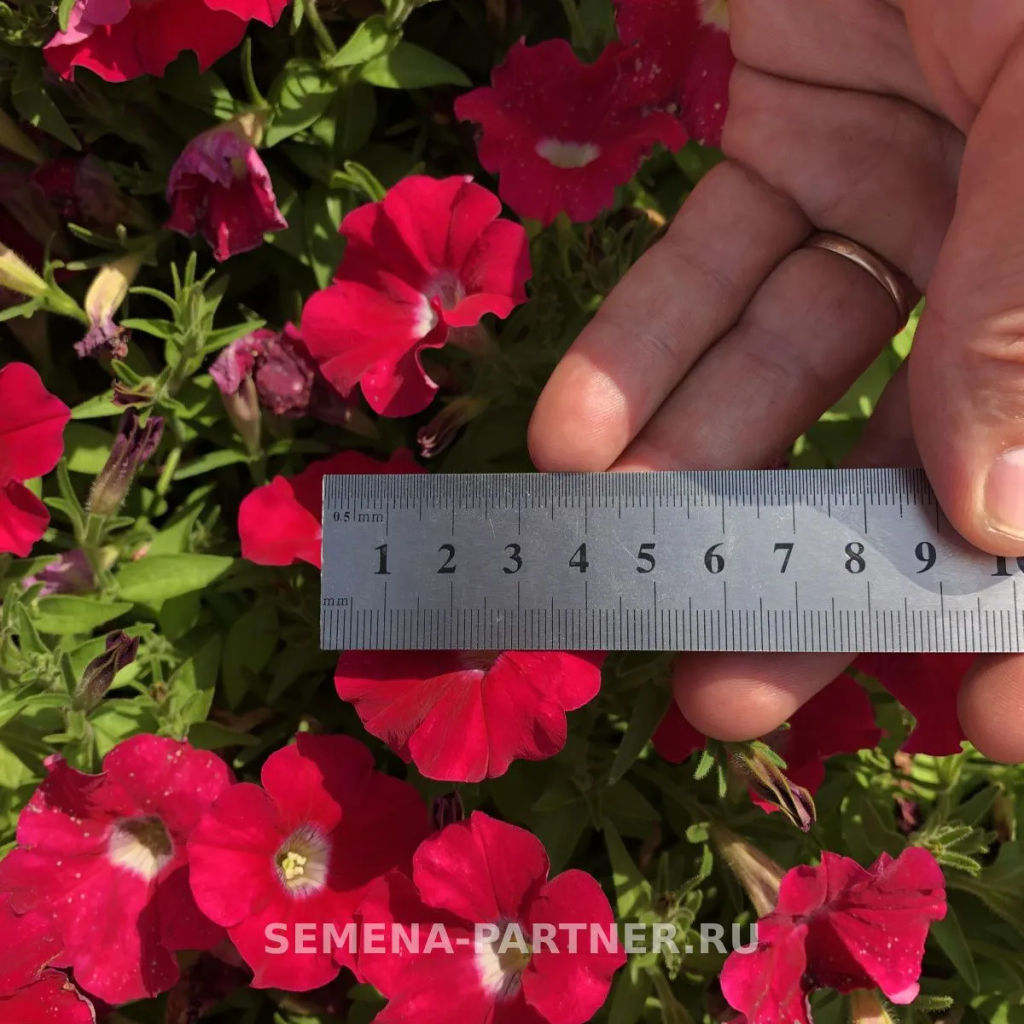 Петуния МиМи Паола каскадная тёмно-розовая - Партнер фото 6