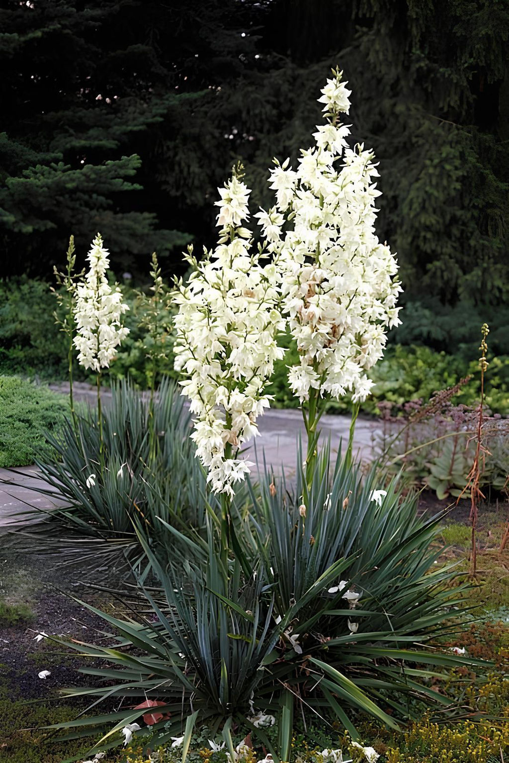 Юкка Filamentosa (Нитчатая)