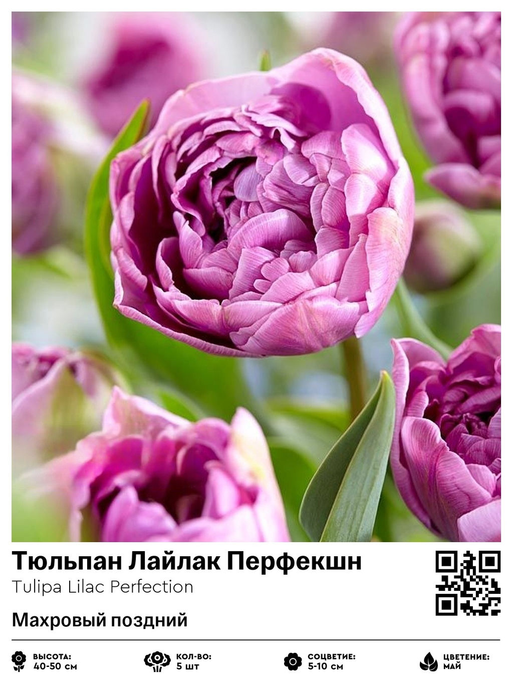 Тюльпан Lilac Perfection (Махровый поздний) - Голландские луковицы фото 2