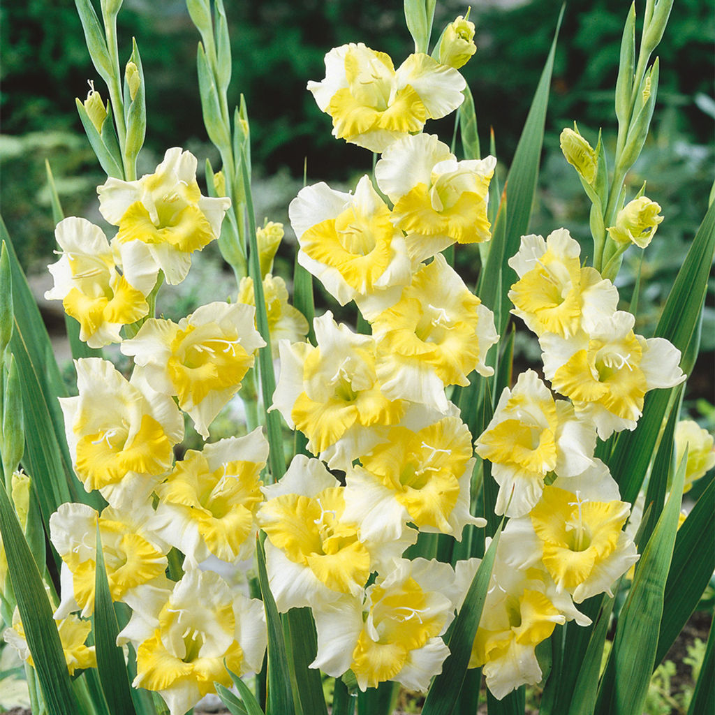 Гладиолус Buggy - Голландские луковицы фото 2