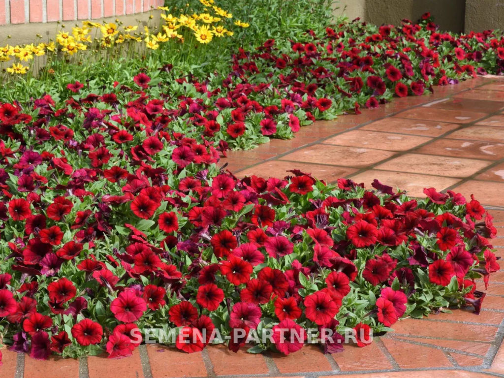 Петуния Изи Вэйв Ред Велюр каскадно-ампельная - Партнер фото 5