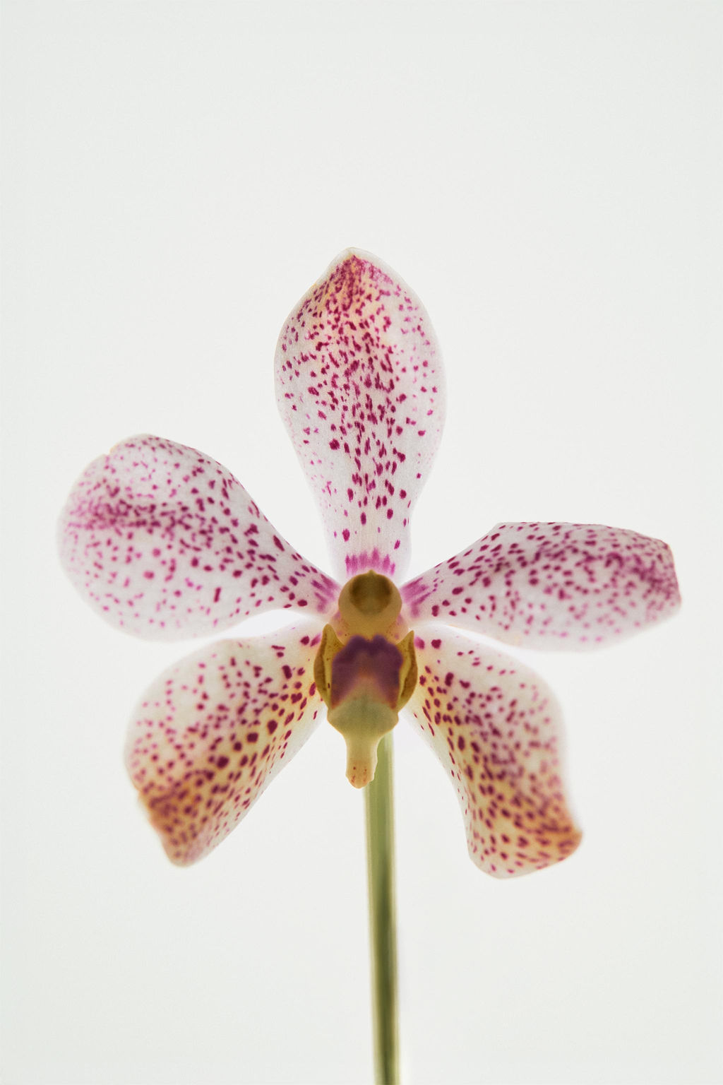 PINK FLAMBE EDT 90 ML / 3.04 oz - Zara фото 9