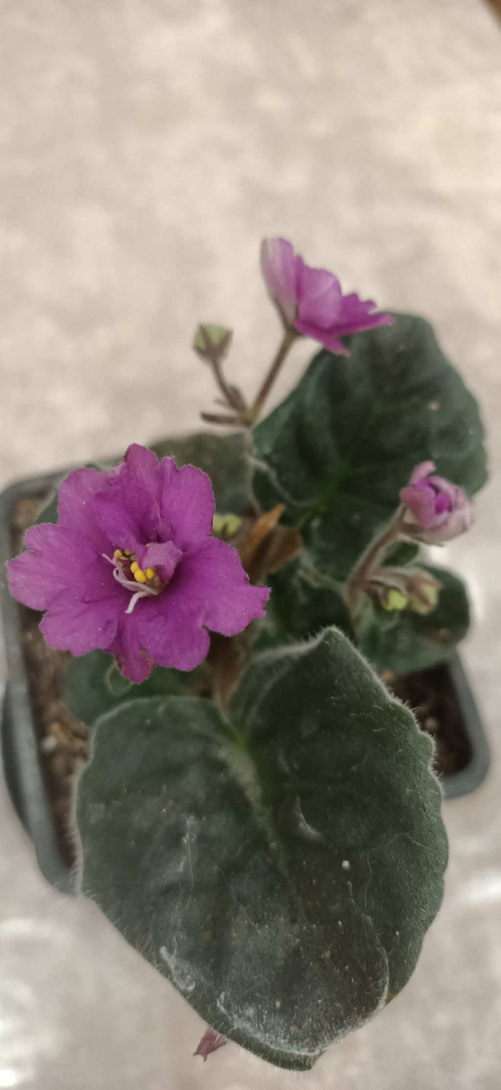 Фиалка насыщенно розовая, горшок 0,3 л