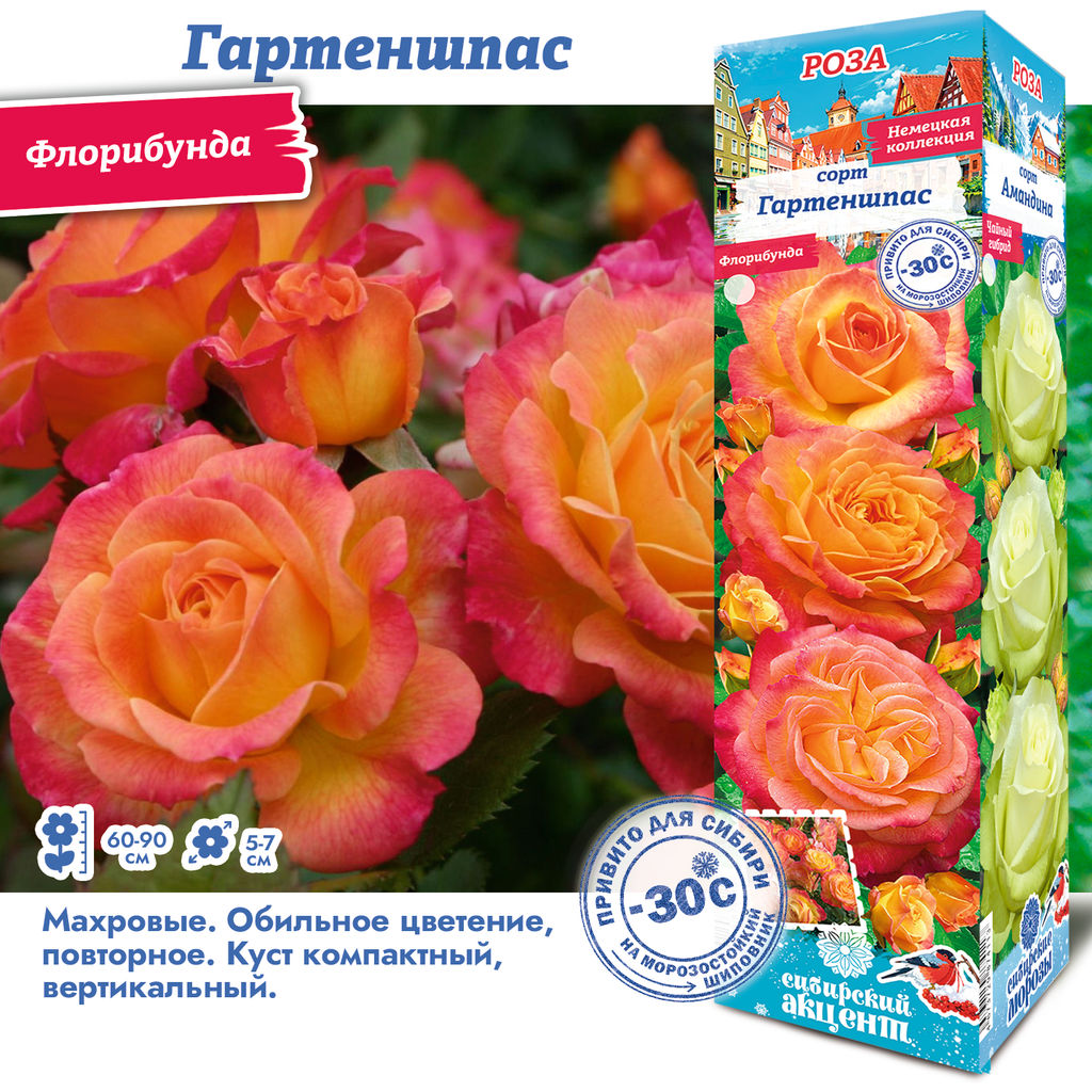 Роза Гартеншпас (Флорибунда) 1шт