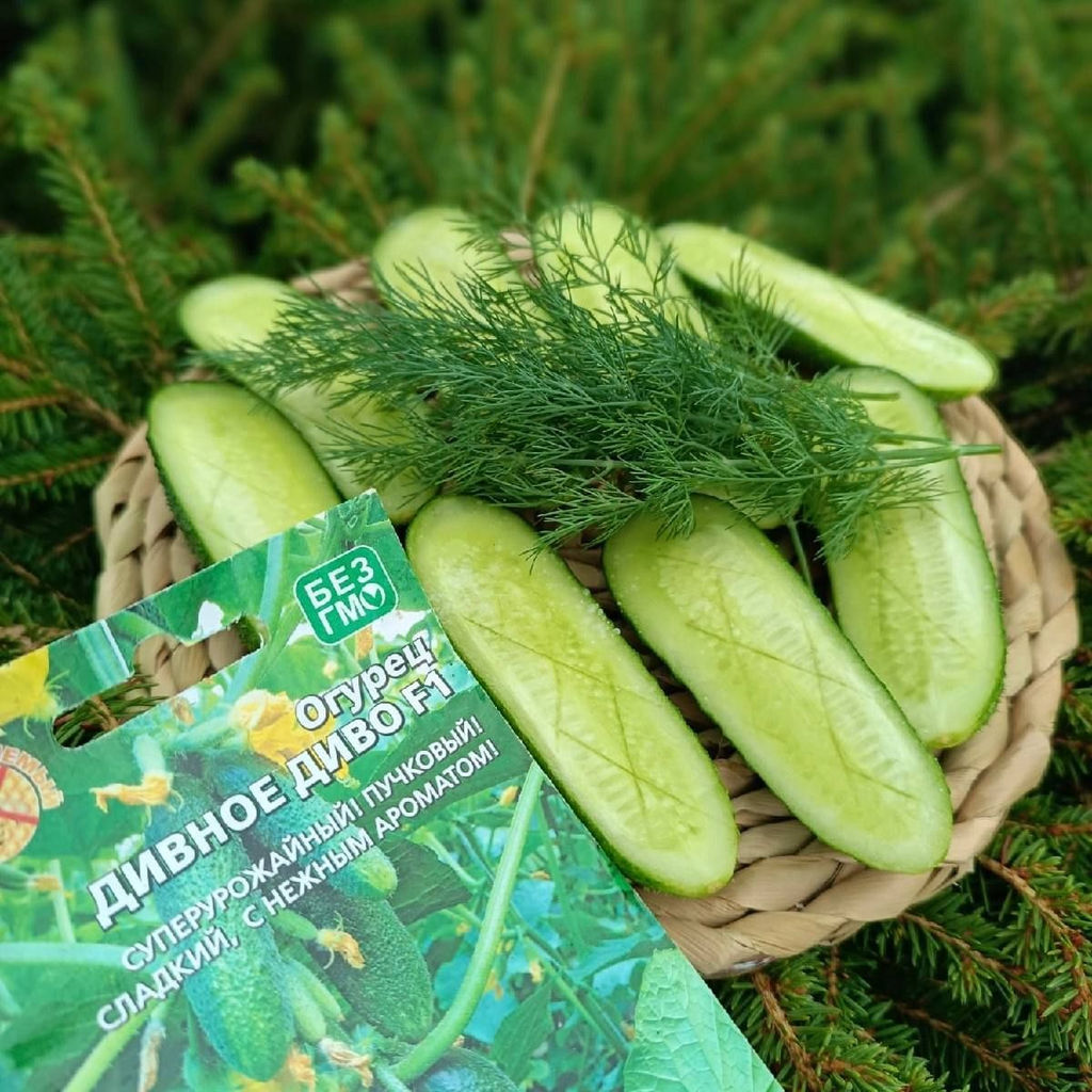 Огурец ДИВНОЕ ДИВО F1 Супер урожай! Пучковый! Сладкий, с нежным ароматом! - Уральский дачник фото 3