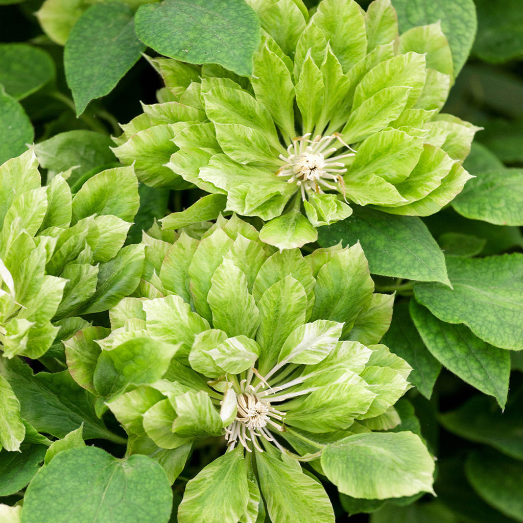 Клематис Green Passion (Махровый) - Голландские луковицы фото 3