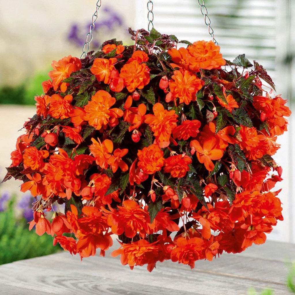 БЕГОНИЯ Пендула Оранжевая Разбор 5/6 Кол-во упак., шт 3
