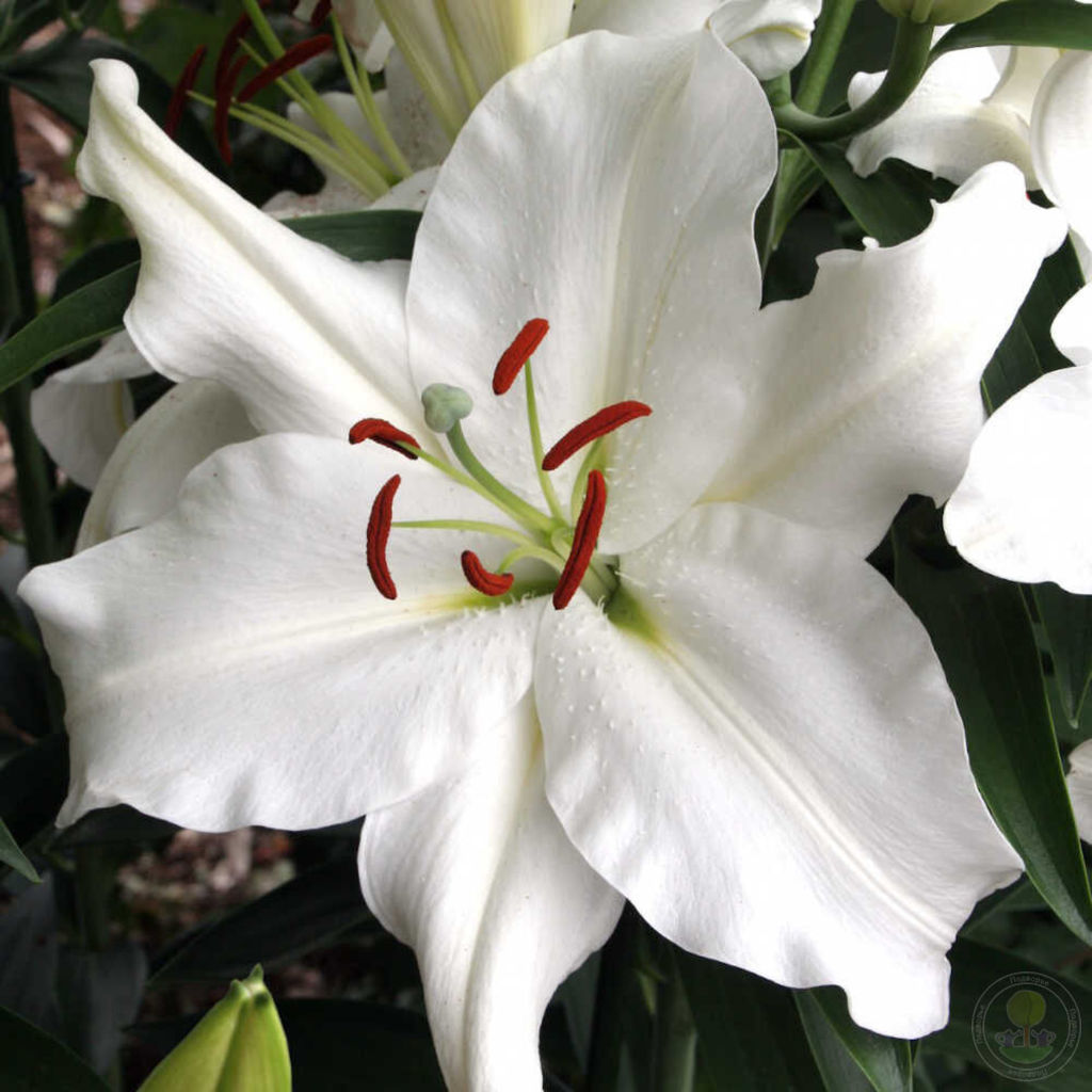 ЛИЛИЯ Уайт Бэлонс Разбор 12/14 Кол-во упак., шт 5