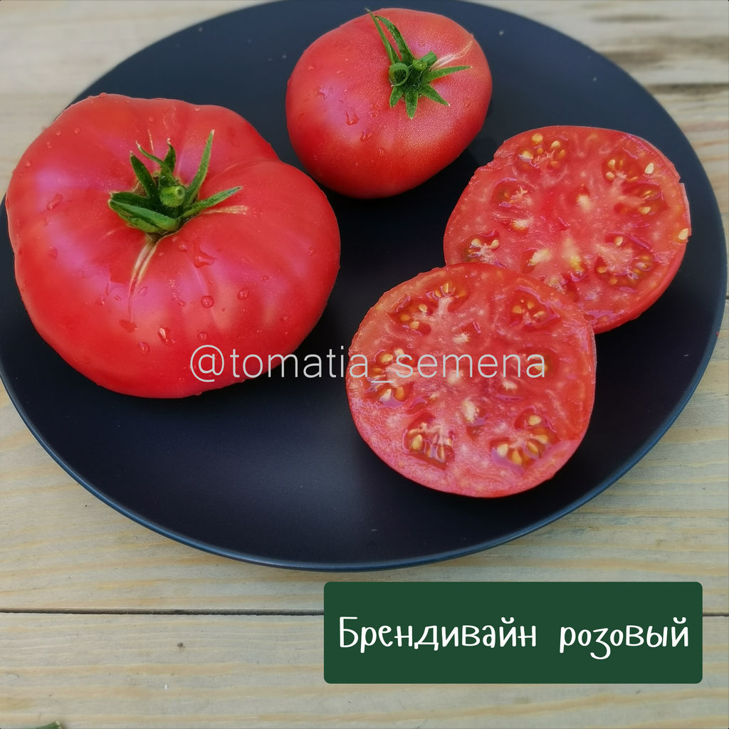 Брендивайн розовый - Tomatia фото 2