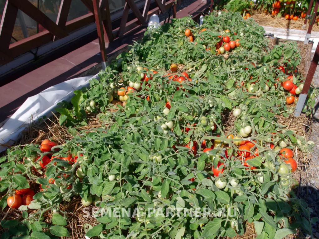 Томат Маленькое Чудо - Партнер фото 3