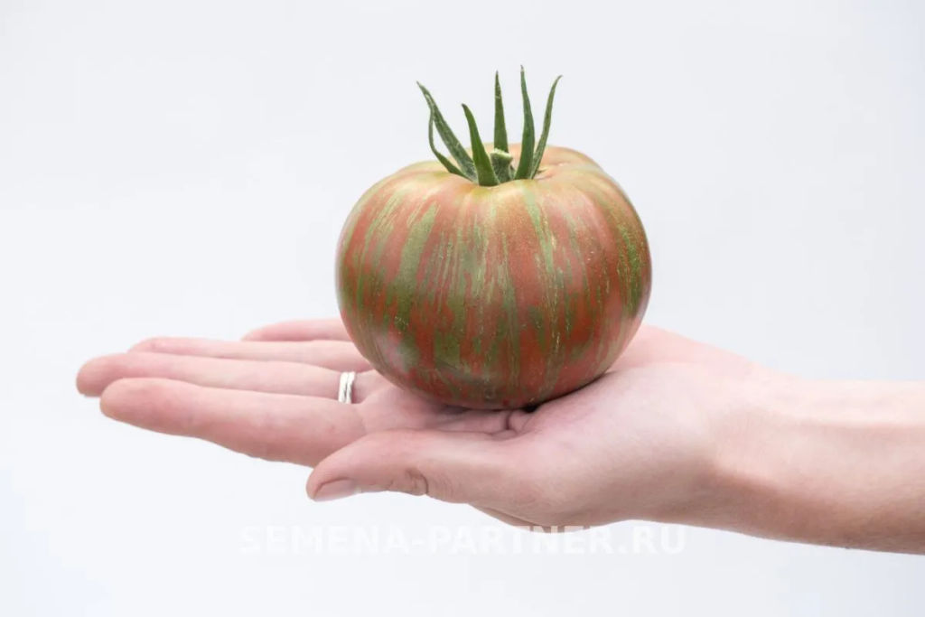 Томат Полосатый Шоколад - Партнер фото 3