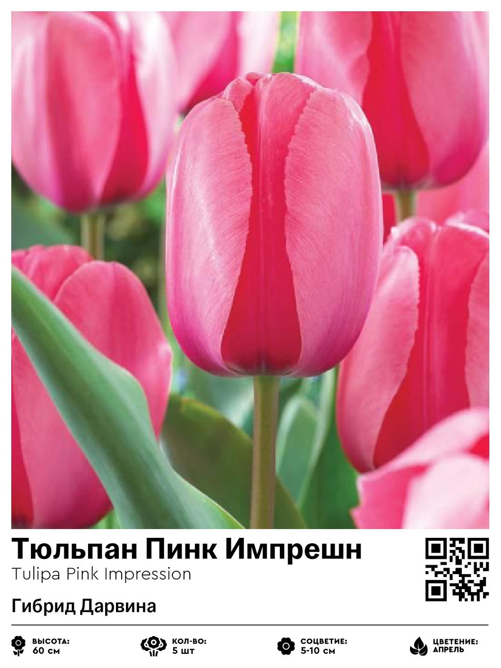 Тюльпан Pink Impression (Гибрид Дарвина) - Голландские луковицы фото 2