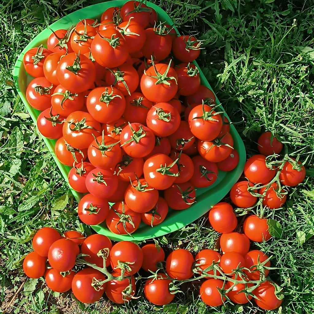 Томат СОСЕДСКАЯ ЗАВИСТЬ F1 Манит и ласкает взгляд изумительный каскад искристо-красных плодов! Соседям на зависть, а вам на радость! - Уральский дачник фото 2