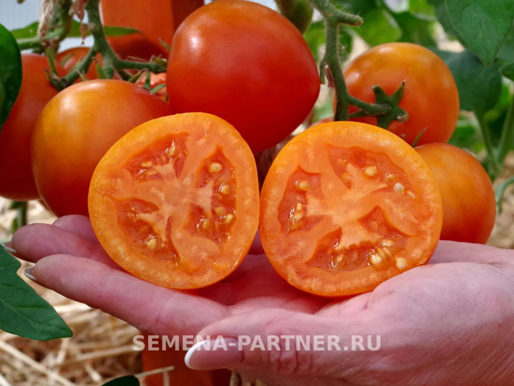 Томат Артистка - Партнер фото 4