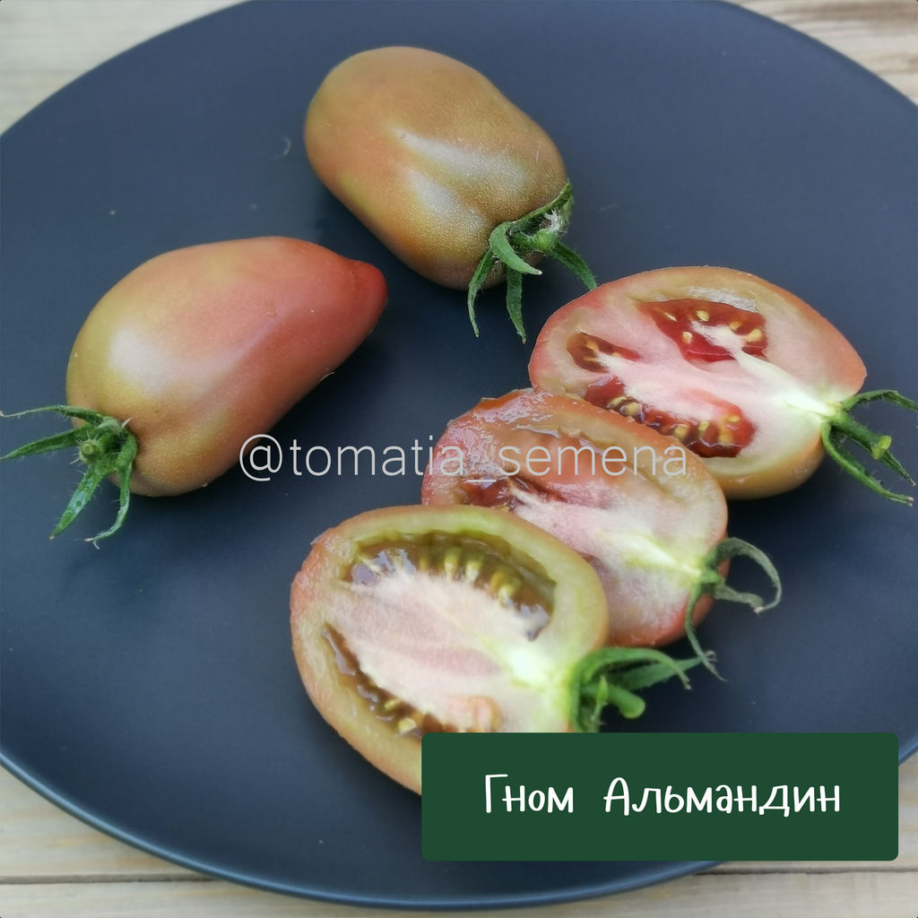 Гном Альмандин - Tomatia фото 2