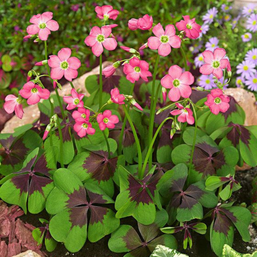 Кислица Айрон Кросс