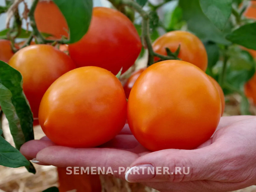 Томат Артистка - Партнер фото 3