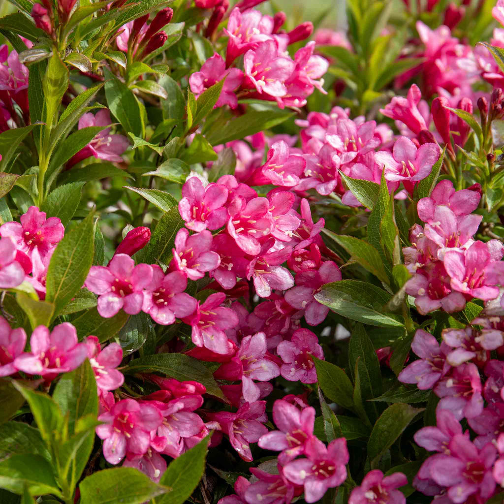 Вейгела цветущая Picobella Rosa (Пикобелла Роза) - Голландские луковицы фото 3