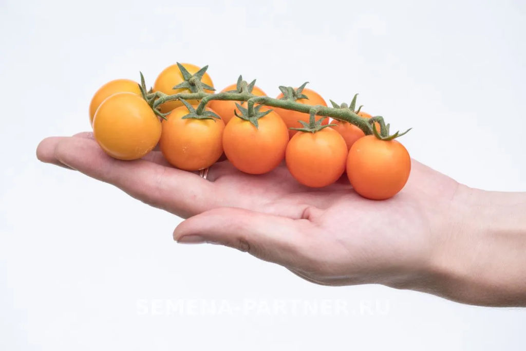 Томат Черри Кирино - Партнер фото 4