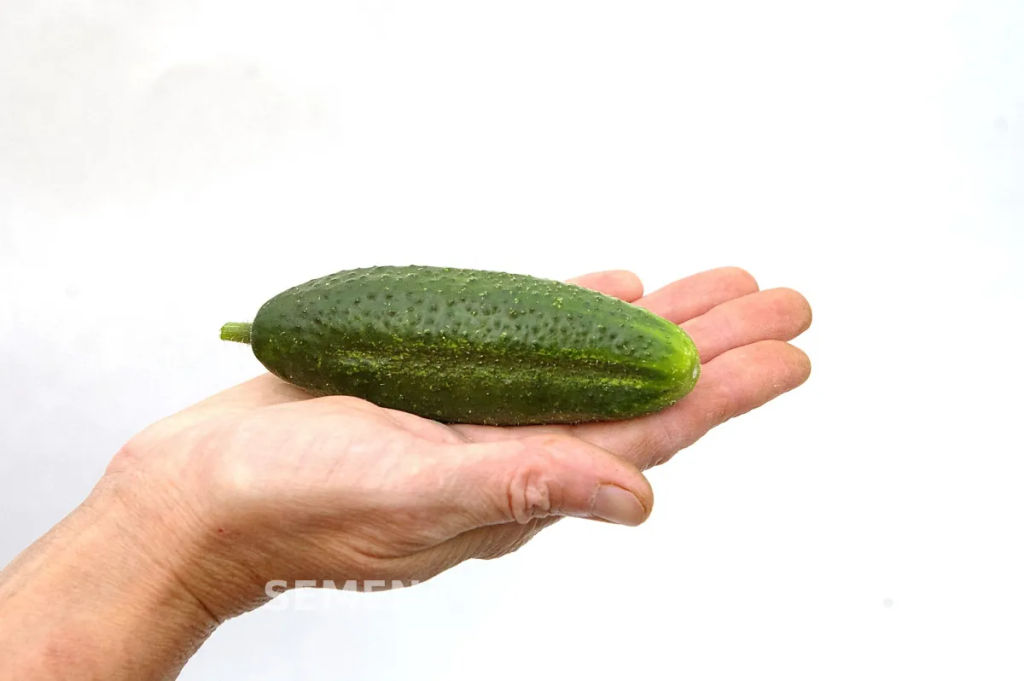 Огурец пчелоопыляемый Отело - Партнер фото 6