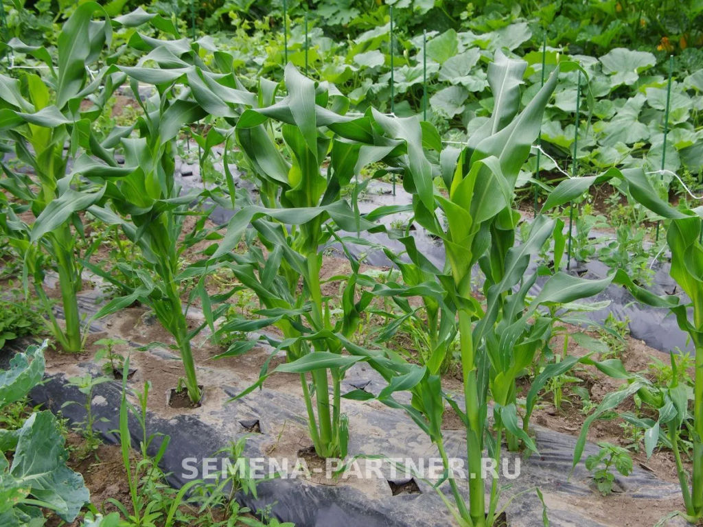 Кукуруза Саммер Свит - Партнер фото 3