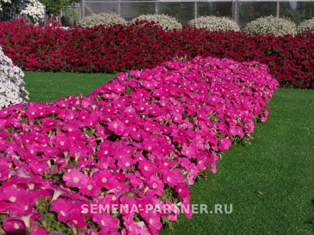 Петуния Зацветёт Short Фрешбэрри многоцветковая каскадная - Партнер фото 5