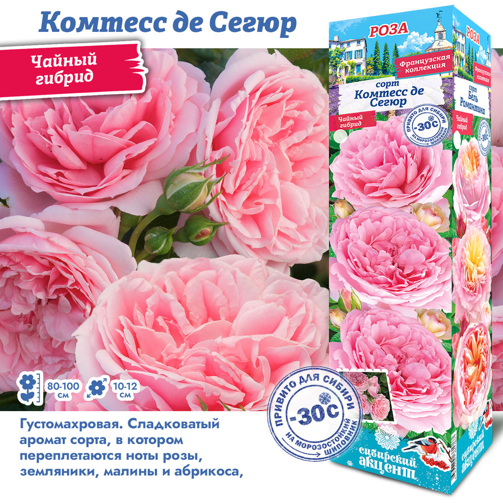 Роза Комтесс де Сегюр (Чайно-гибридная) 1шт