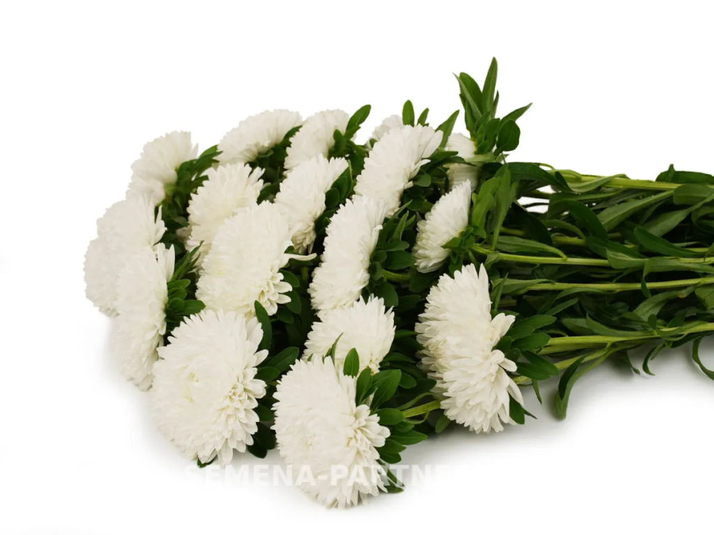 Астра китайская Свадебный Вальс - Партнер фото 4