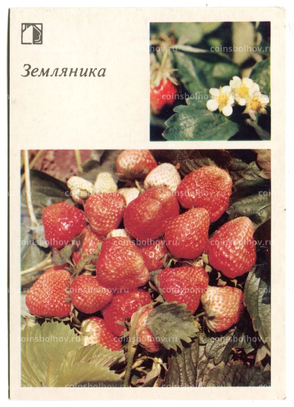 Открытка Земляника