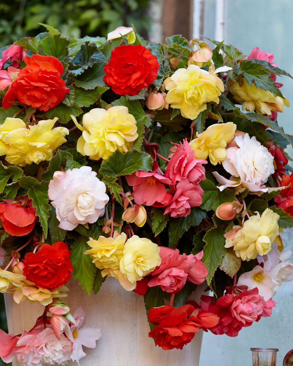 Бегония Cascade Odorosa Mix - Голландские луковицы фото 2