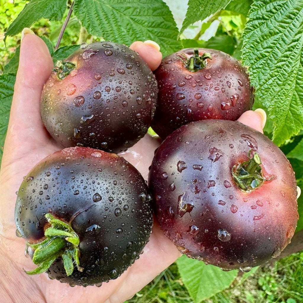 Гном Гром Гондваны НОВИНКА 2025 года!