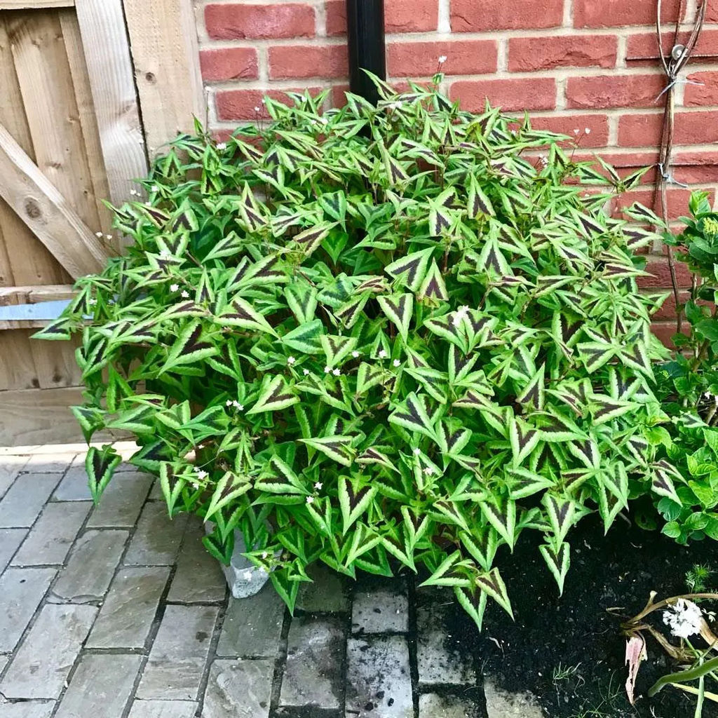 Персикария Горец Purple Fantasy (Мелкоголовая) - Голландские луковицы фото 2