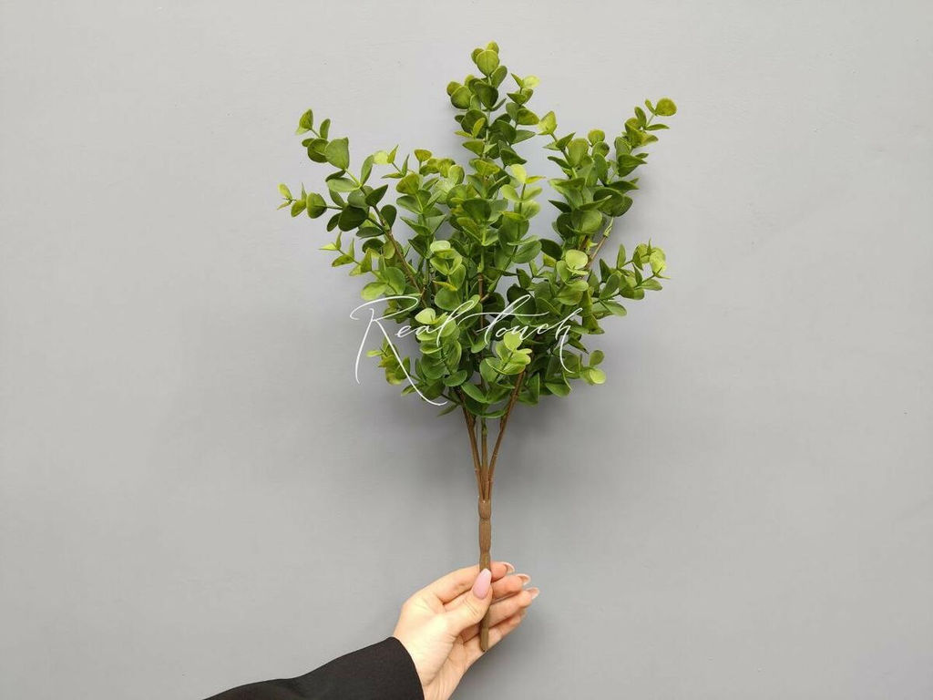 Эвкалипт пучок - Зеленый