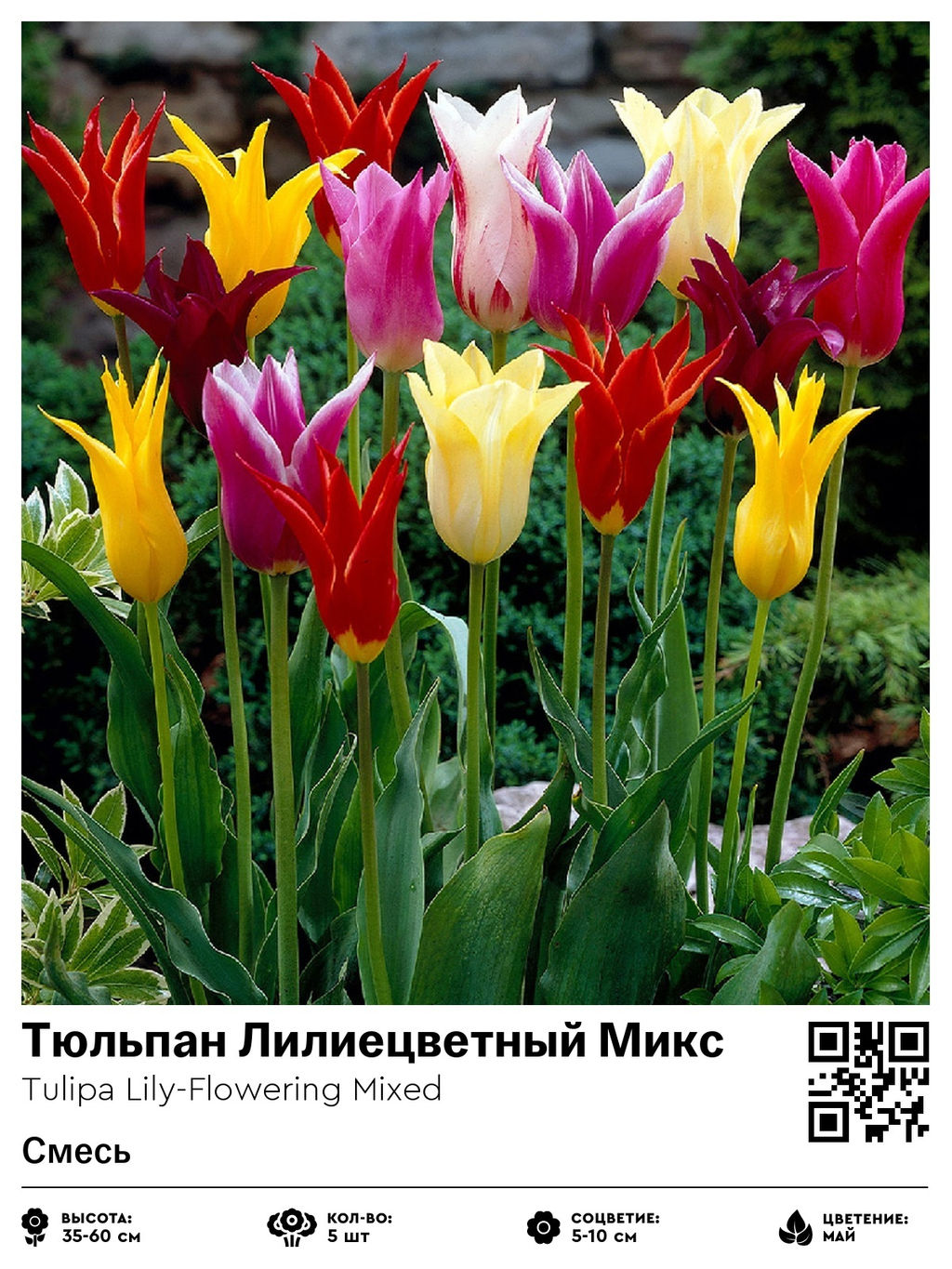 Тюльпан Lily-Flowering Mixed (Лилиецветный) - Голландские луковицы фото 2