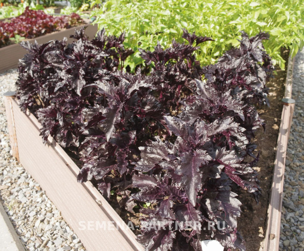 Базилик овощной Мистер Блэк - Партнер фото 2