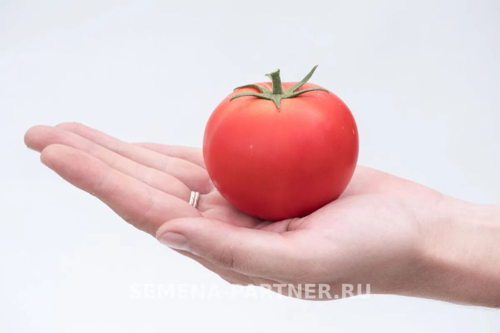 Томат Мечталин - Партнер фото 3